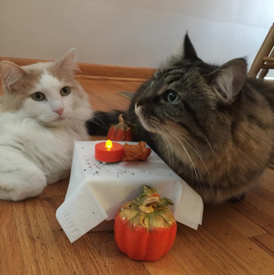 Thanksgiving Foods You Should NEVER Give Your Cat