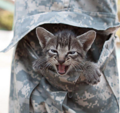 10 Ways Cats Love Their Soldiers