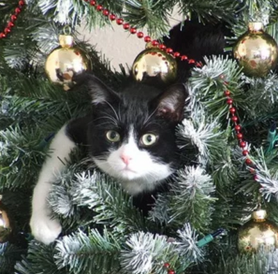 How to Cat-Proof Your Home for the Holidays