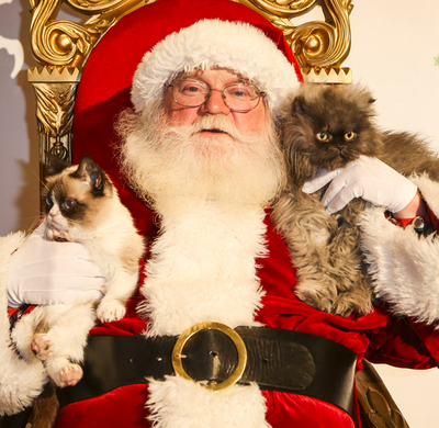 Fun Ways To Include Your Cat In Your Holiday Traditions