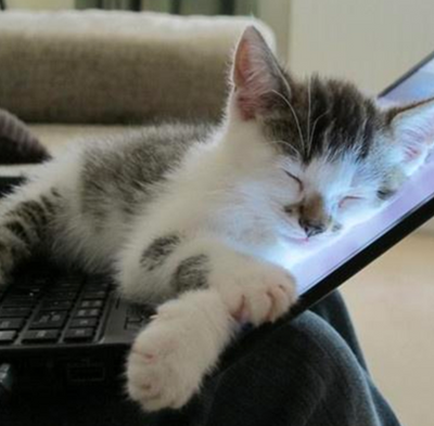 Why Do Cats Insist on Walking Across Keyboards and Books?