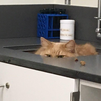 12 Cats Who Think They're Hiding From The Vet