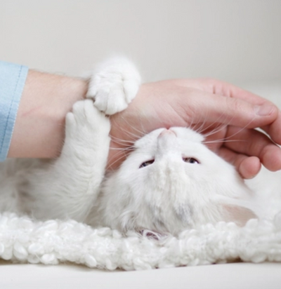 Here's Why Your Cat Gives You "Love" Bites