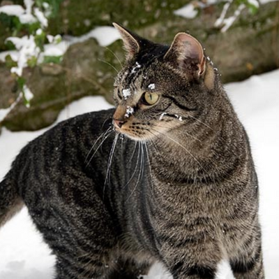 How You Can Help Keep Community Cats Safe During Winter