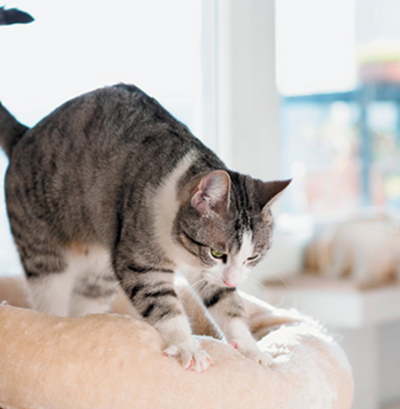 Why Do Cats 'Make Biscuits' or Knead?