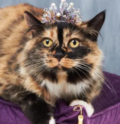 10 Spoiled Cats That Probably Have a Better Life Than You