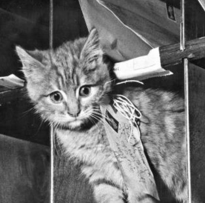 Cats Used To Delivered Mail in Belgium