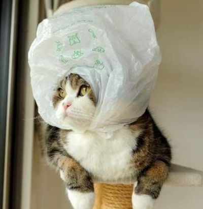 Why Do Some Cats Lick Plastic Bags?