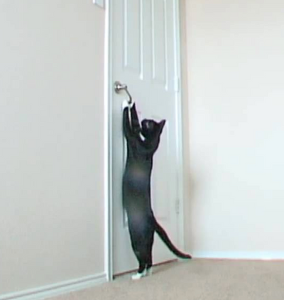 VIDEO: Smart Kitty Comes to the Rescue of Locked-Out Owner