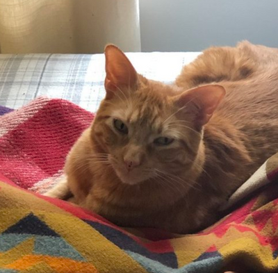 A Cat and Two Dogs Attempt Adorable Home Invasion