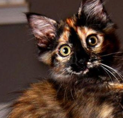 50 Names For Cats With Tortitude