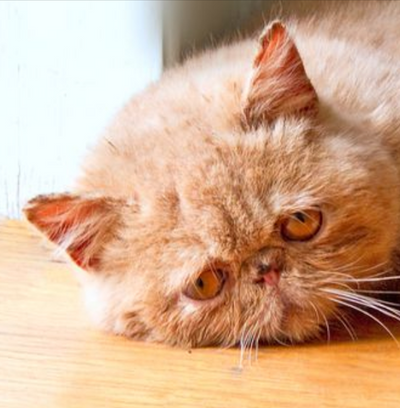 5 Signs Your Cat Is Depressed & How To Help