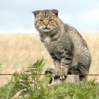 Why Australia Plans to Kill Millions of Feral Cats