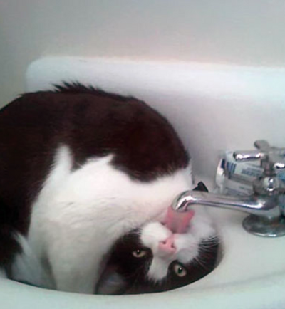 11 Cats Who Just Won't Obey the Laws of Physics