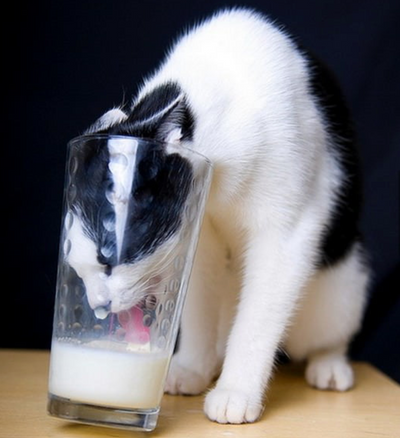 The Truth About Cats and Milk