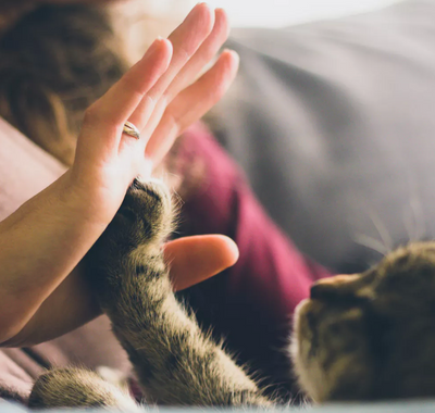 New York Passes Cat Declawing Ban