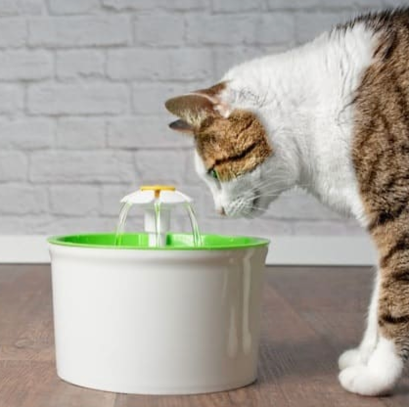 Cat Not Drinking Water? Here Are a Few Reasons Why – Meowingtons