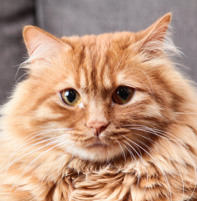 50 Absolutely Purrfect Names For Ginger Cats