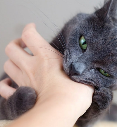 Is Your Cat a Biter? Here Are 5 Ways To Help Stop It