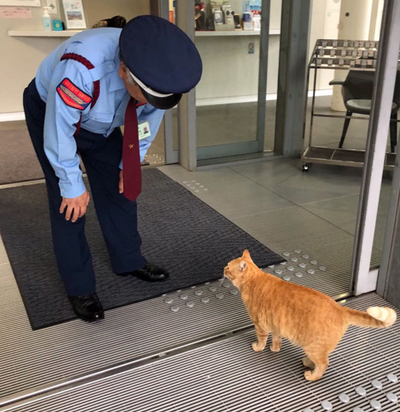 These Cats Have Been Trying to Sneak Into A Museum For Years