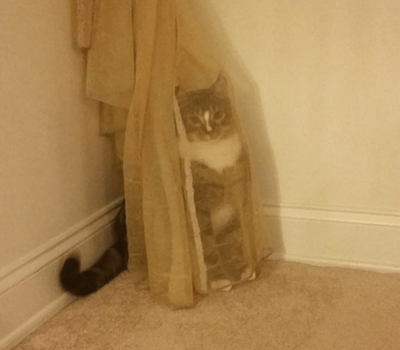 12 Cats Who Think They're Masters of Stealth