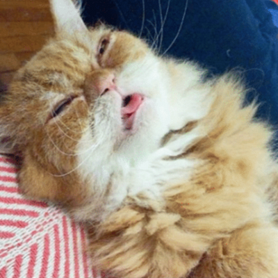 10 Cats You Can Relate To If You're a Chronic Napper