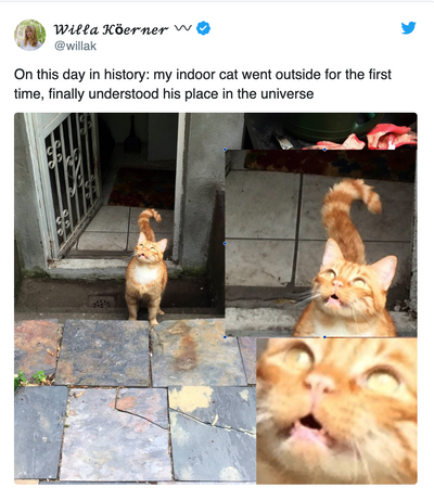 15 Photos That Prove Cats Are Too Pure For This World