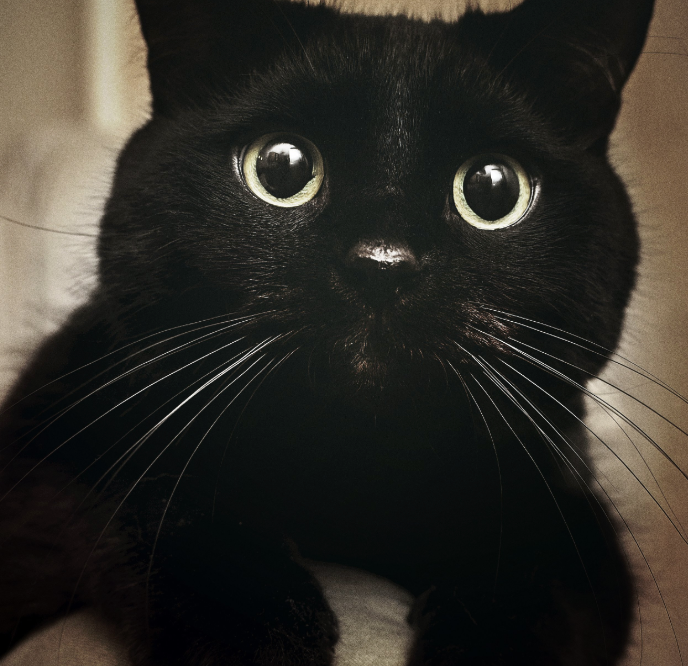 13 Adorable Black Cats To Bring You Good Luck This Friday 13th ...