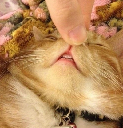 It Turns Out Tiny Cat "Teefies" Are Absolutely Adorable