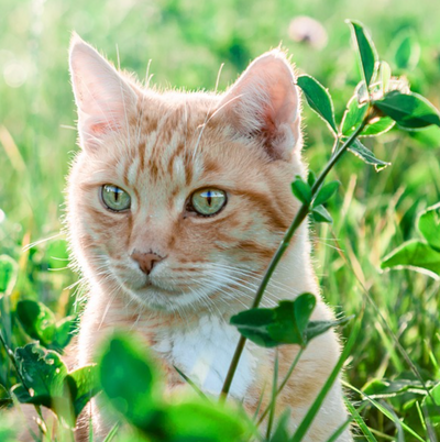 Here's Why Cats Eat Grass, According to Science