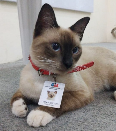 This Homeless Kitty Landed A Job at A Law Firm