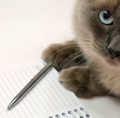 Purrfect Mew Year's Resolutions For Cats