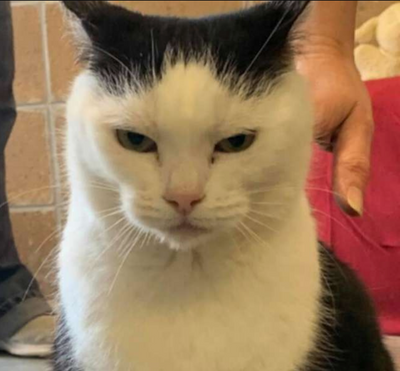 The 'World's Worst Cat' Has Found Her Forever Home!