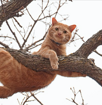 Why Cats Get Stuck In Trees - And What To Do When It Happens