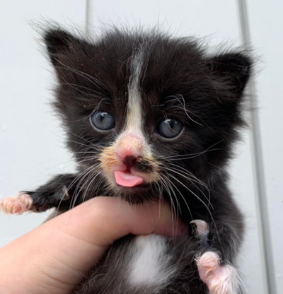 10 Cats That Plumb Forgot To Put Their Tongues Away