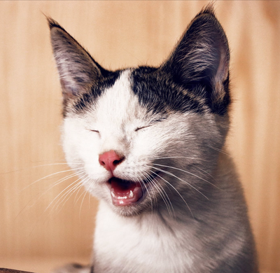 Why Do Cats Make the “Stinky Face”?