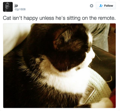 12 Relatable Tweets That Will Make Cat Owners Say "That's My Life"