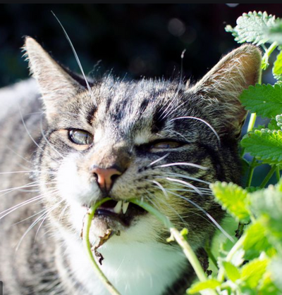 Could Catnip Become A New Insect Repellent?