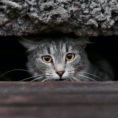 Does Your Cat Have Anxiety? Signs, Symptoms & How to Help