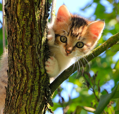 What To Do If Your Cat Goes Missing