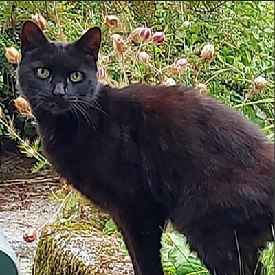 Piran the Cat Saves His 83-Year-Old Owner