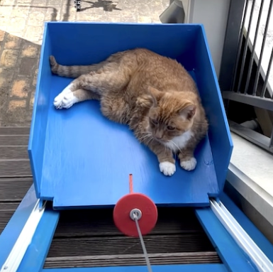 Man Custom Builds Elevator So His 20-Year-Old Cat Can Get Up & Down the Stairs