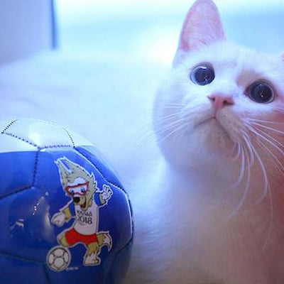 Achilles The 'Psychic' Cat Predicts Who Will Win In World Cup Matches