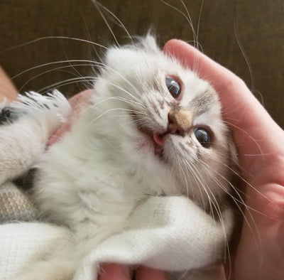 Literally Just 16 Photos of Cats Sticking Out Their Little Tongues