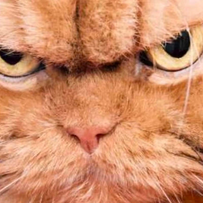 6 Subtle Signs Your Cat is Secretly Mad At You