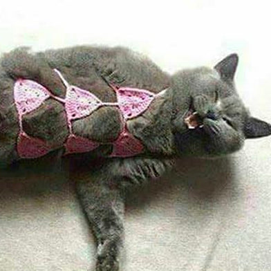 How To Get Your Cat Bikini Ready In Time For Summer