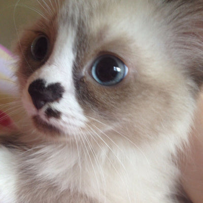 Literally Just 15 Of the Most 'Boopable' Cat Noses We Could Find For You