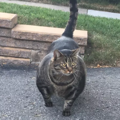 The Internet Is Obsessed With This Very Good, Very Buff Cat