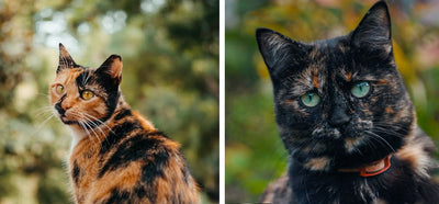 How To Spot The Difference Between Calico and Tortie Cats