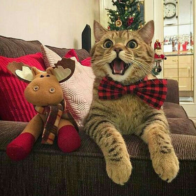 11 Cats Who Simply Can't Wait for Santa